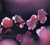 pic for Peach blossom 